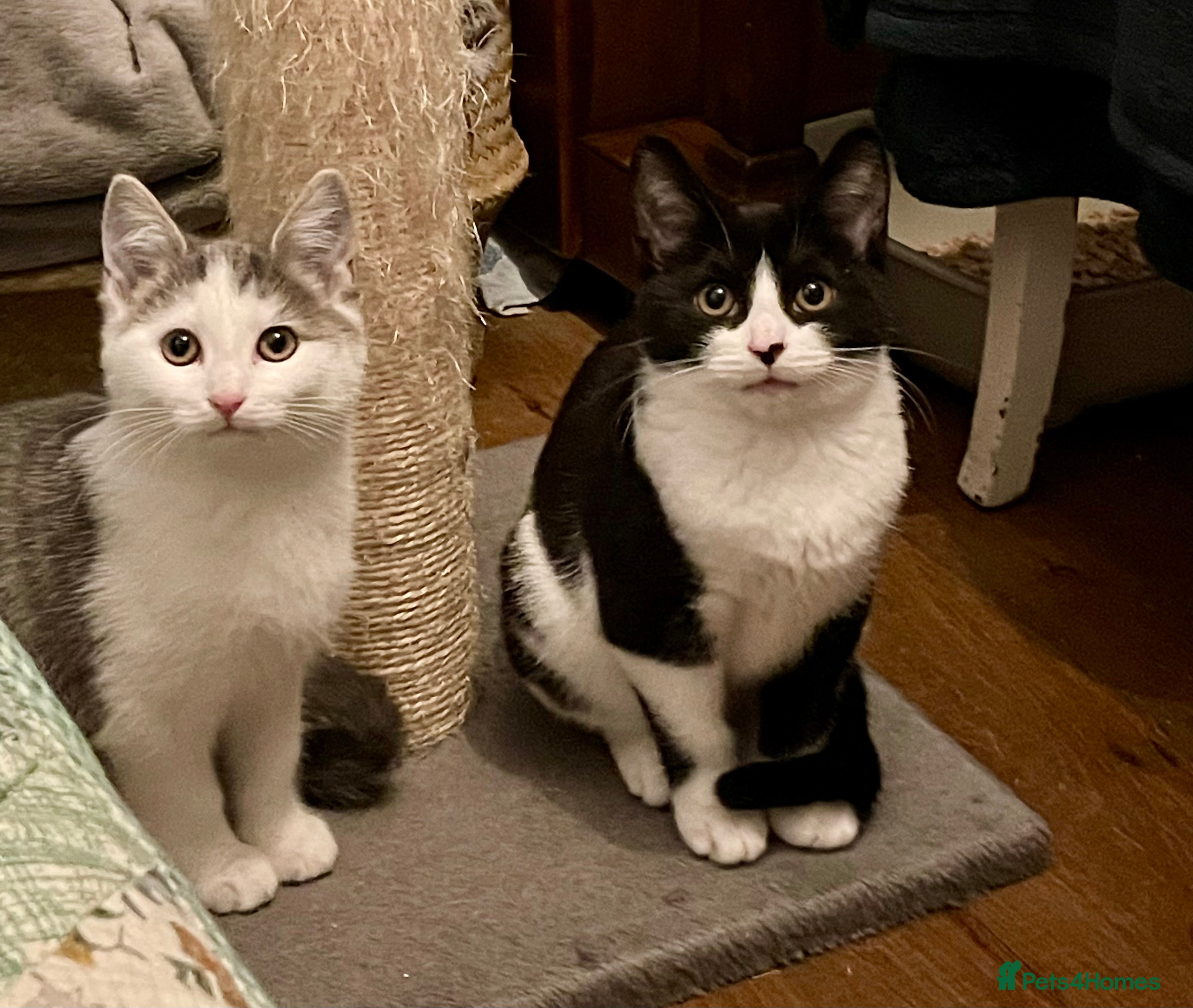 Domestic Shorthair cats Cleo & Sage, 4 month old kitten pair  - Advert 7