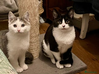 Domestic Shorthair cats Cleo & Sage, 4 month old kitten pair - Advert 1