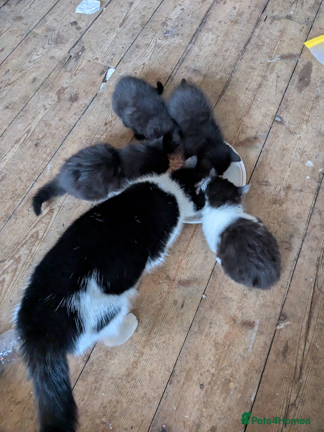 Mixed Breed cats for sale: Male kitten ready for a new home  - Advert 3