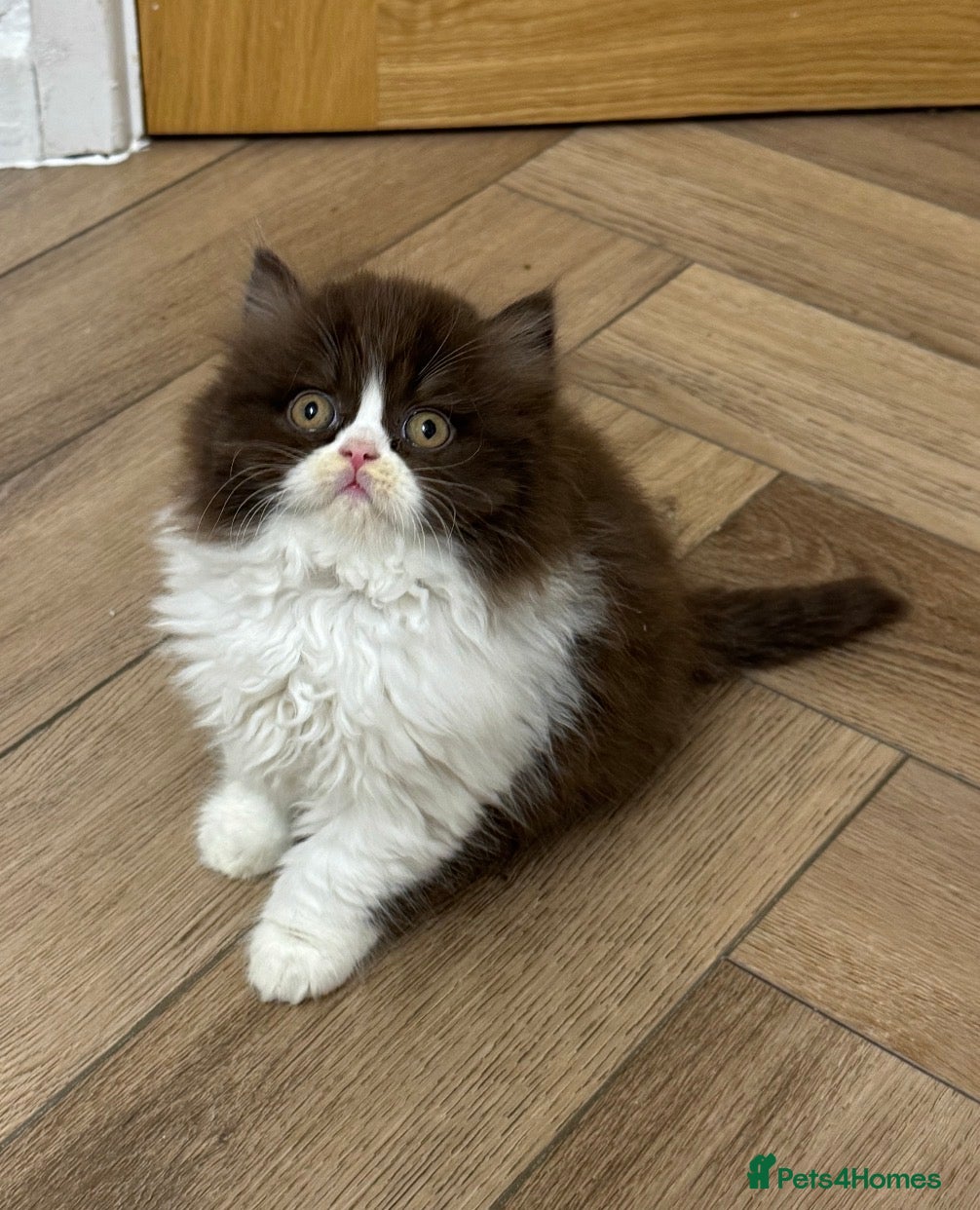 British Shorthair cats Exceptional British shorthair/long champion kitten - Advert 16