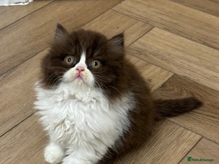 British Shorthair cats Exceptional British shorthair/long champion kitten - Advert 16