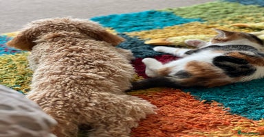 Cavapoo dogs - Advert 6