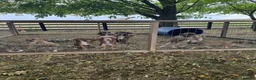 Mixed Breed dogs for sale: Lurches x saluki  - Advert 4