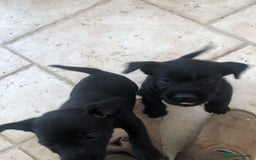 Mixed Breed dogs for sale: Patterdale Black puppies - Image 13