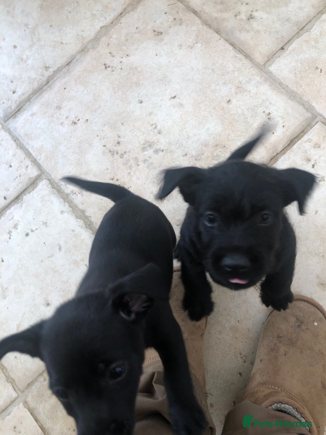 Mixed Breed dogs for sale: Patterdale Black puppies - Image 13