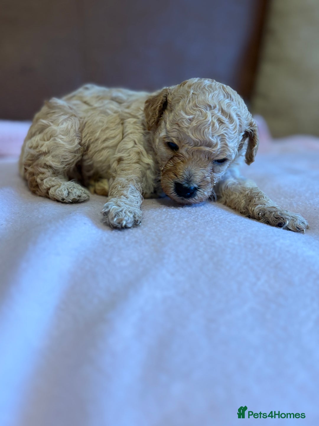 Toy Poodle dogs for sale: Toy poodle - Advert 10