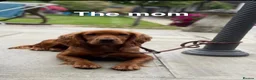 Cockapoo dogs for sale: Beautiful Merle cockapoo  - Advert 6