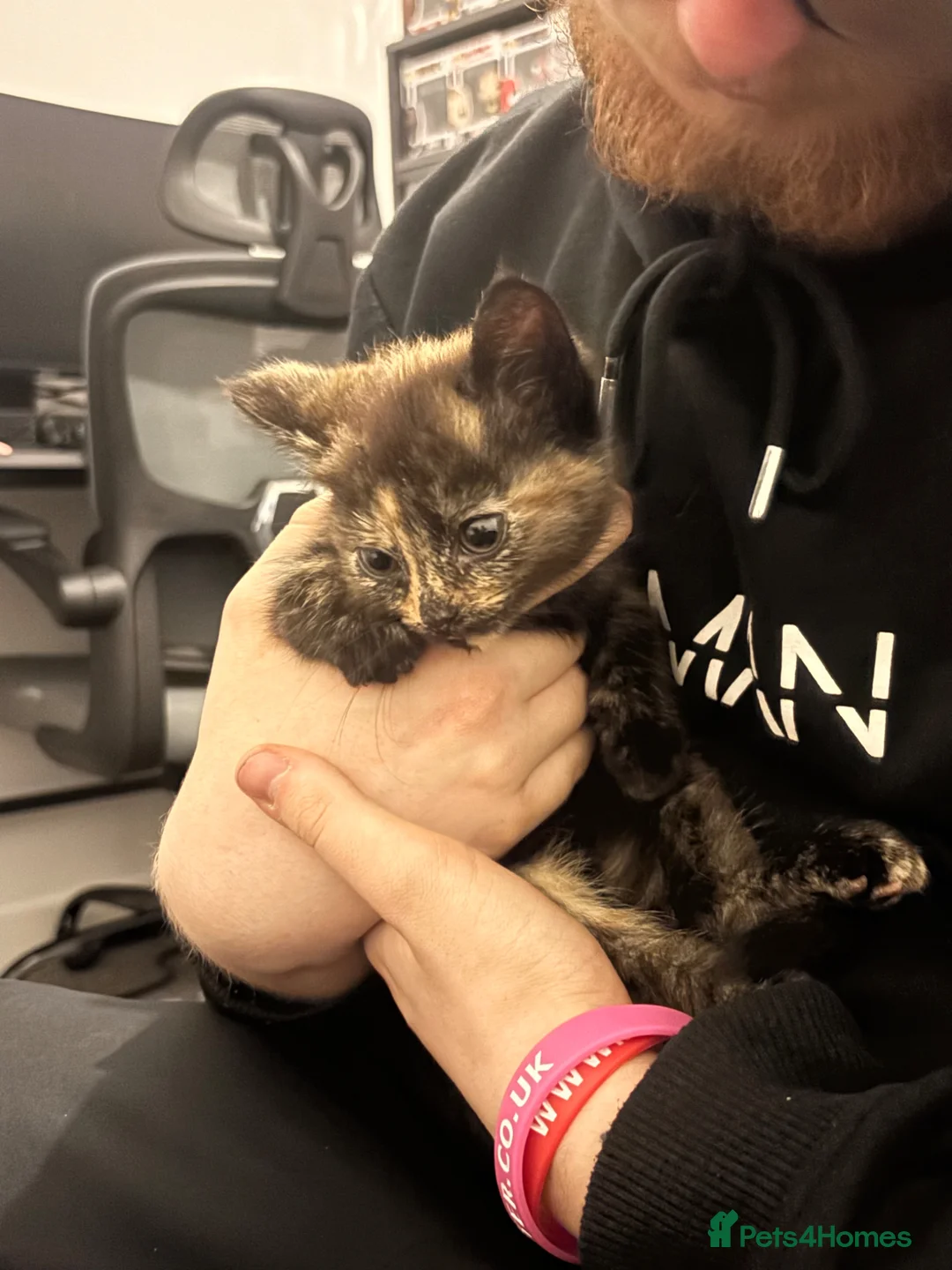 American Shorthair cats for sale: Two beautiful girl please read description  in Wigan - Advert 2
