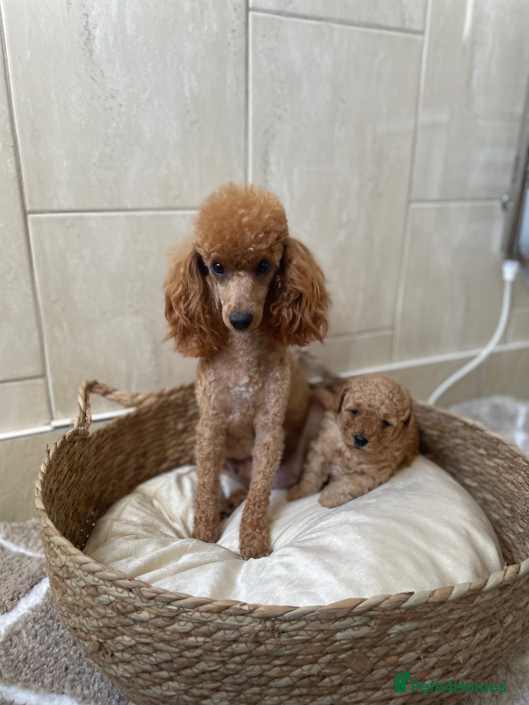 Toy Poodle dogs for sale: 5*Ukrainian toy poodle 1 girl available  - Image 7