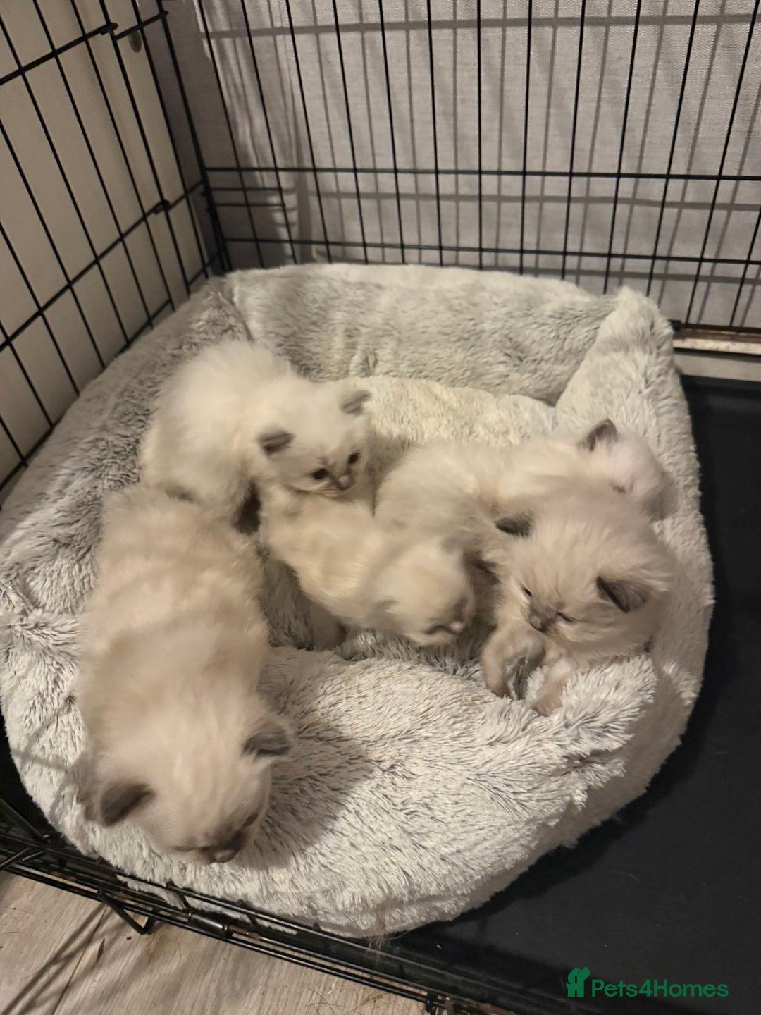 Ragdoll cats for sale: Pure ragdoll kittens  - Image 1