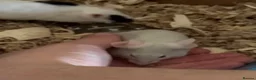 Mouse rodents for sale: Two mice to rehome - neutered boy and intact girl. - Advert 8