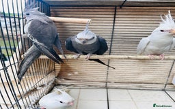 Ringnecks birds for sale: Stunning rare Ringnecks for sale  - Image 12