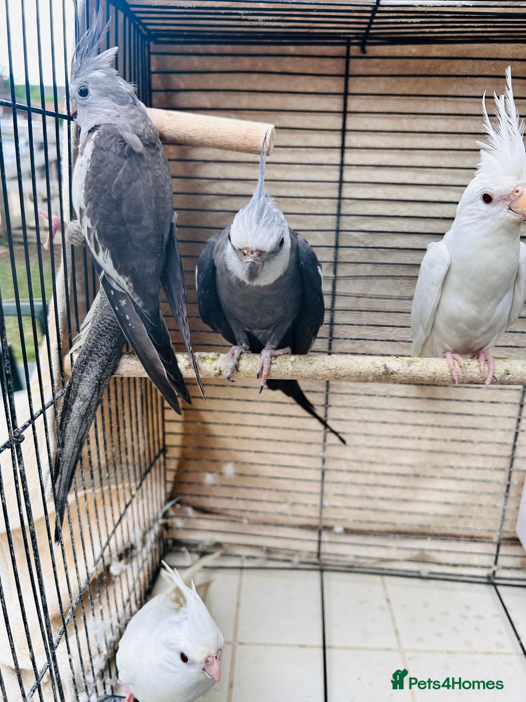 Ringnecks birds for sale: Stunning rare Ringnecks for sale  - Image 12