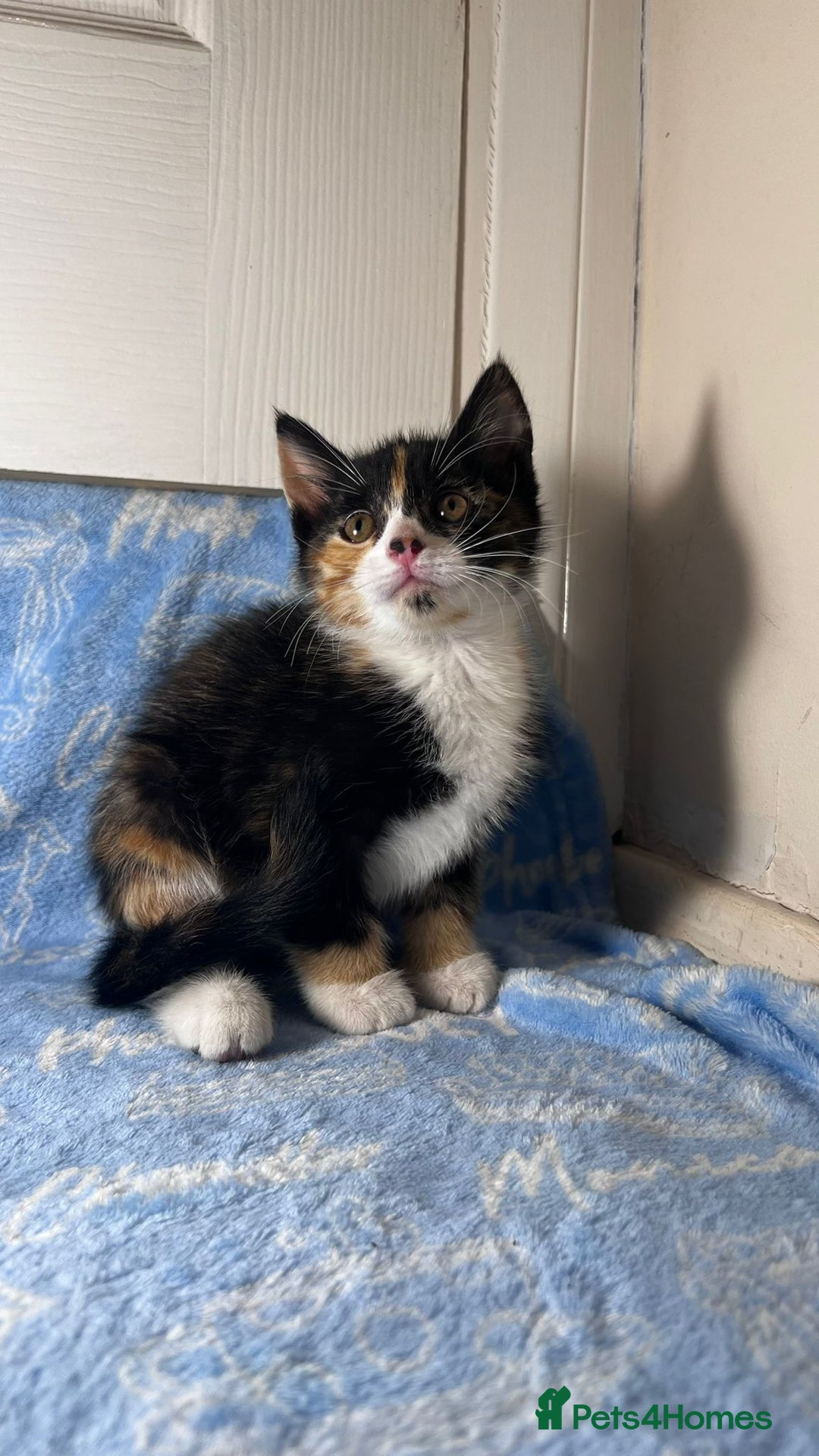 Mixed Breed cats for sale: 3 Lovely Kittens - Image 16