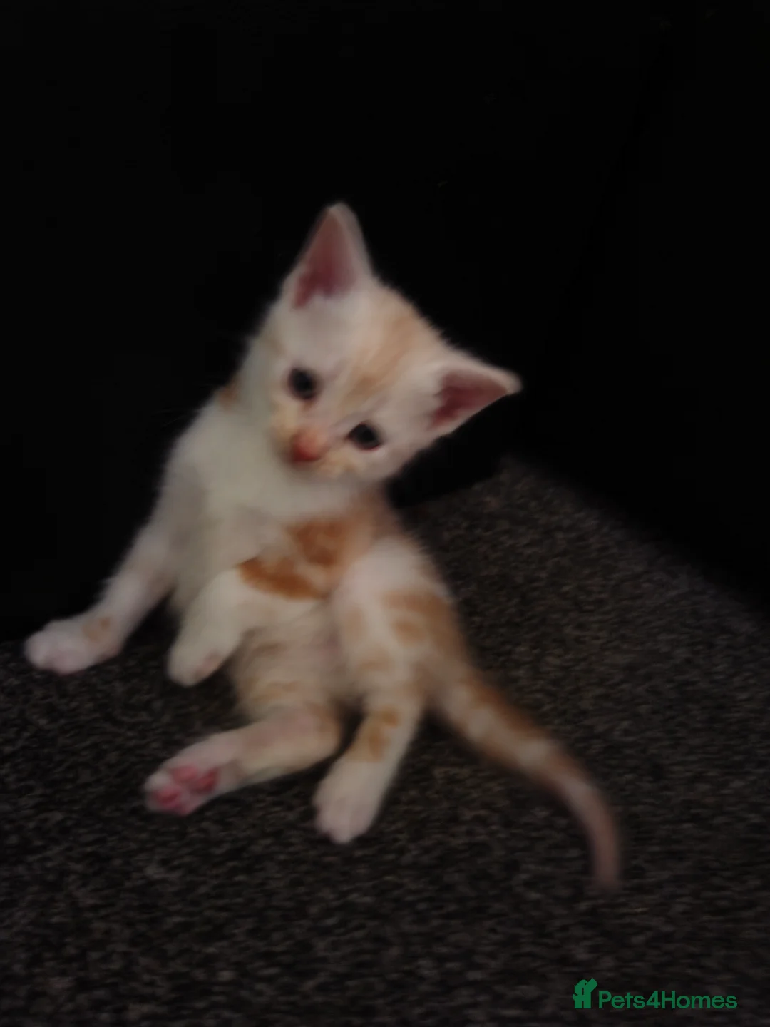 British Shorthair cats for sale: Georgous confident kitten  in Bexhill-on-Sea - Advert 12