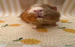 Guinea Pig rodents for sale: Teddy guinea pigs  - Image 23