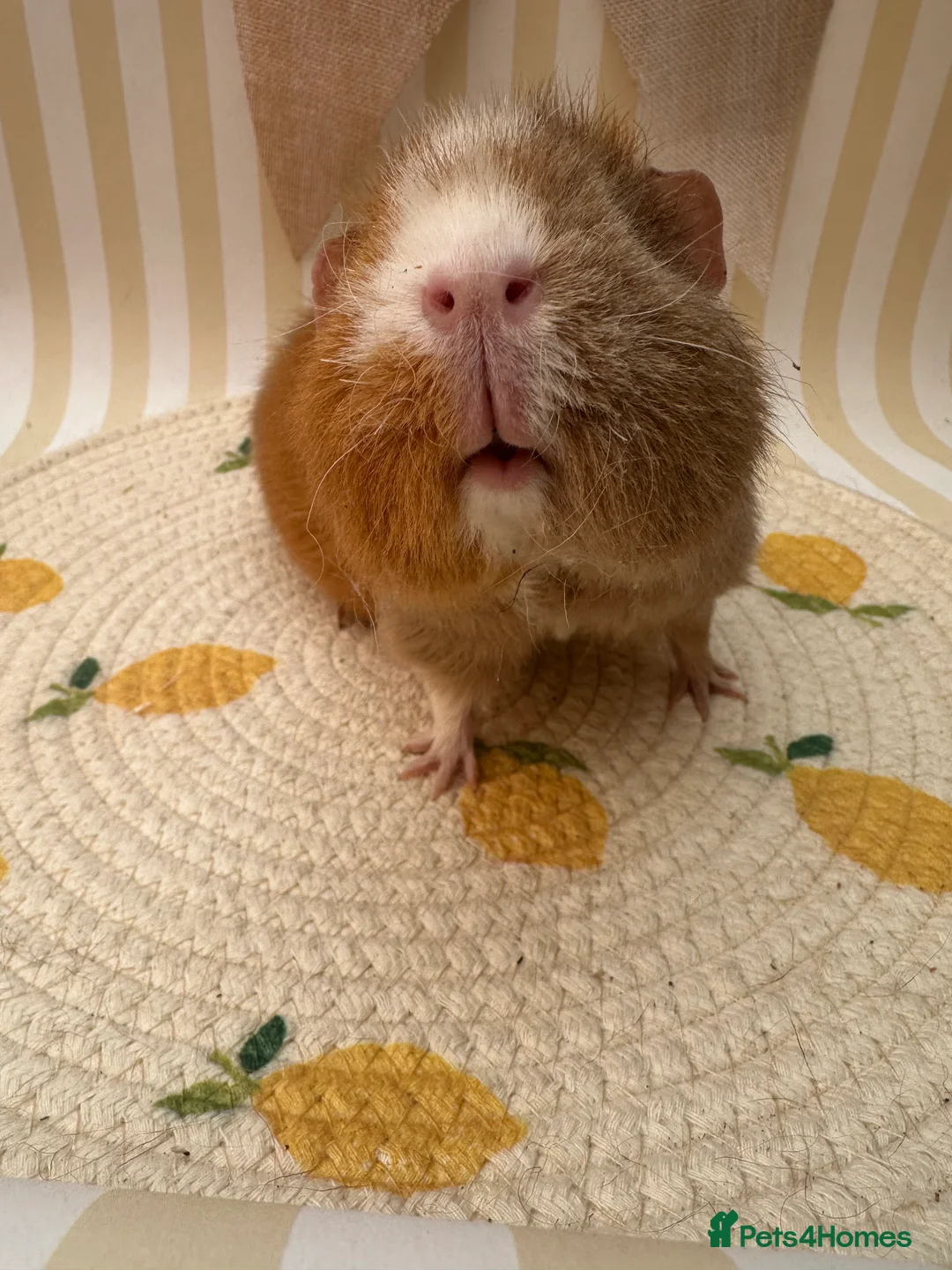 Guinea Pig rodents for sale: Teddy guinea pigs  - Advert 23