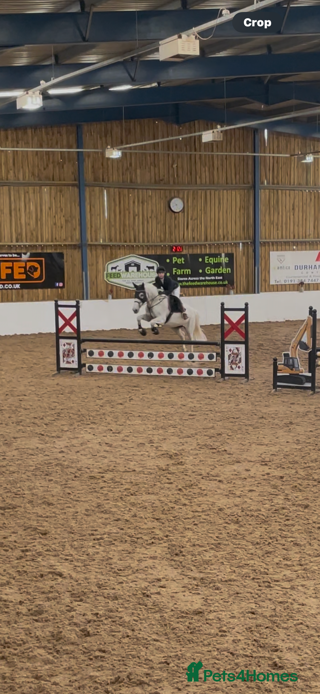 English Warmblood horses for sale: 16hh Schoolmistress  - Image 22