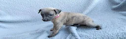 Whippet dogs for sale: KC Registered True to type whippets - Advert 20