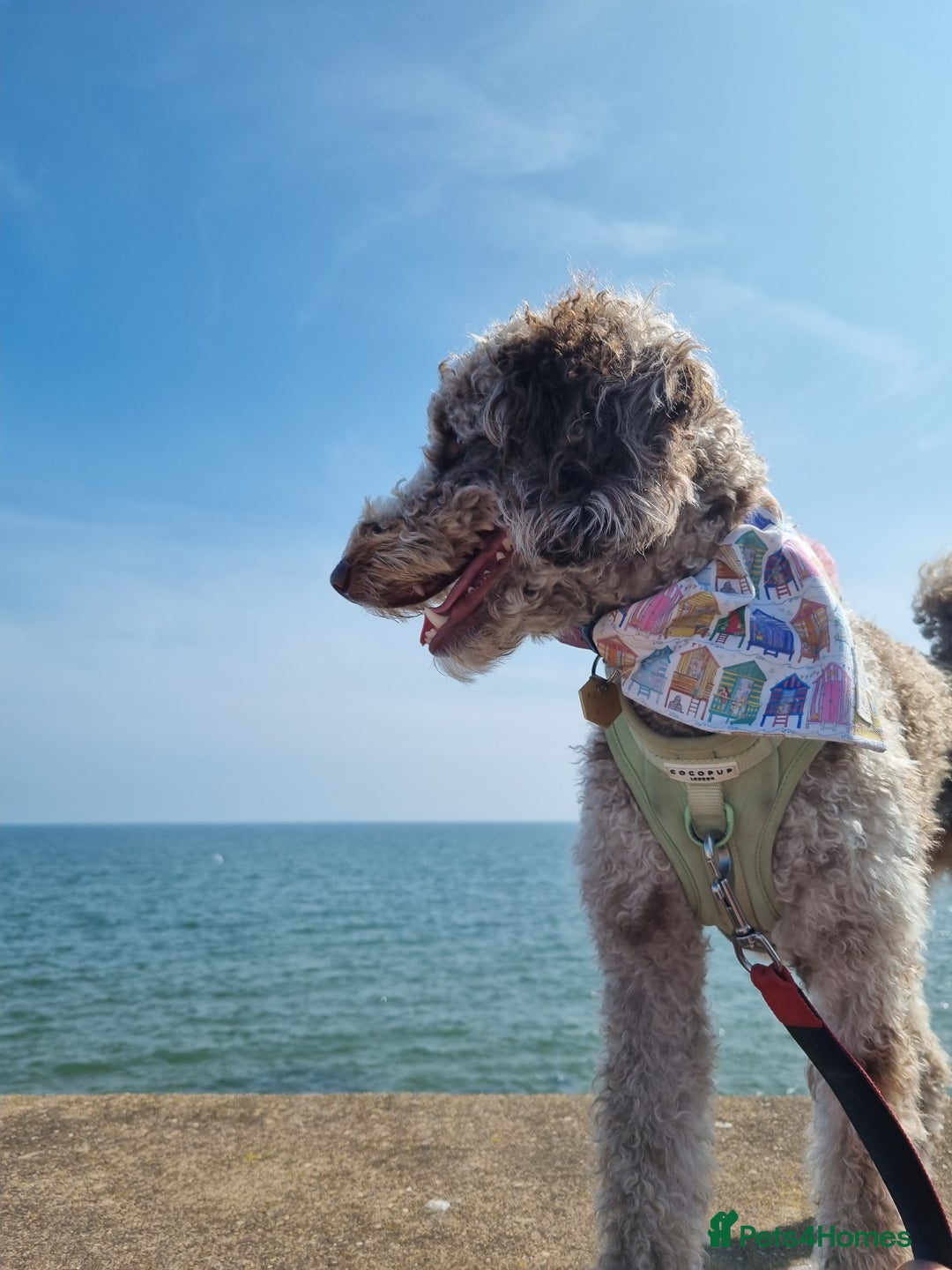 Mixed Breed dogs for sale: Merle Goldendoodle x Irish doodle - Advert 9