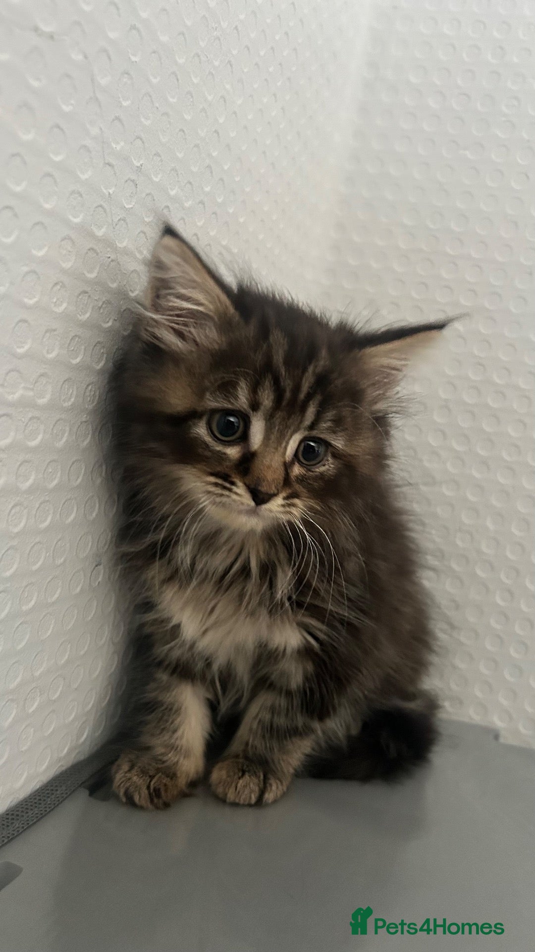Ragdoll cats RAGDOLL X BSH KITTENS READY TO LEAVE 💓 - Advert 5