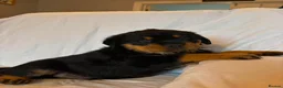 Rottweiler dogs for sale: 4 Beautiful Male Rottweiler Puppies  - Advert 2