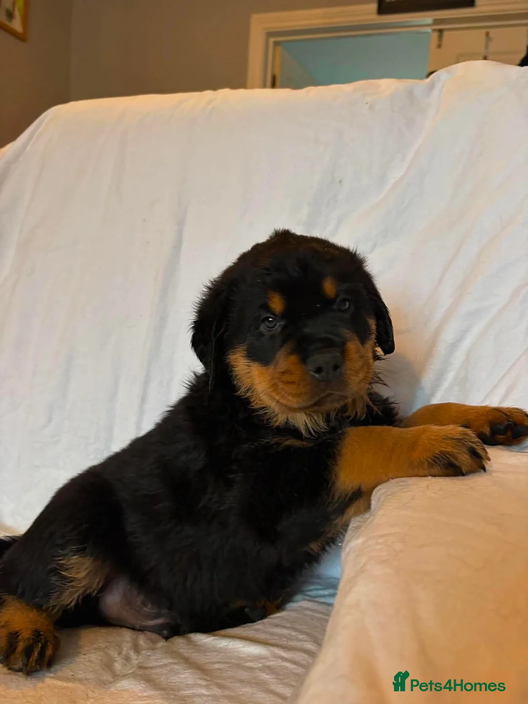 Rottweiler dogs for sale: 4 Beautiful Male Rottweiler Puppies  - Advert 2
