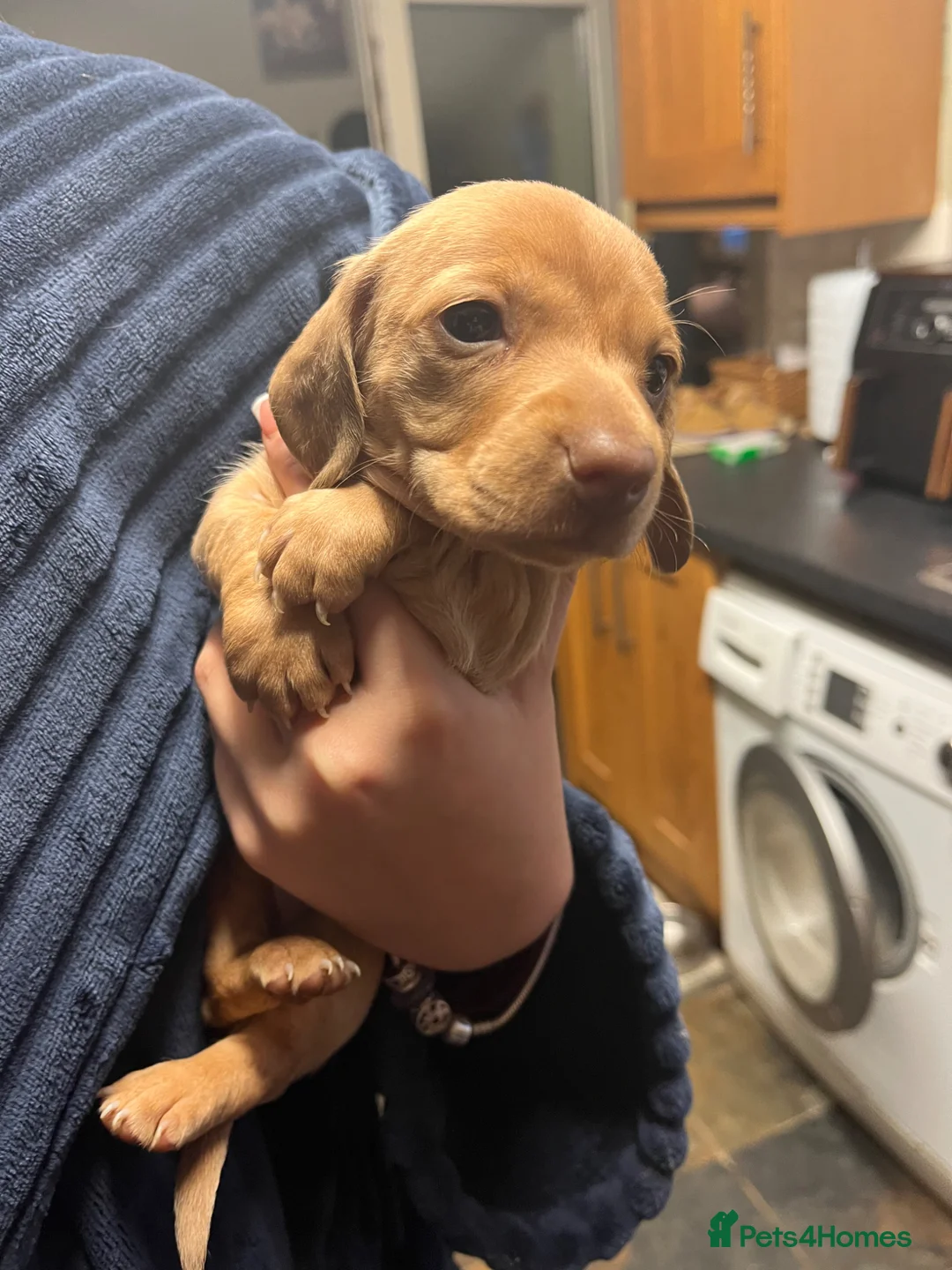 Miniature Dachshund dogs for sale: Beautiful dachshund puppies for sale - Advert 2