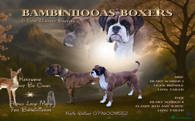 Boxer dogs - Advert 1