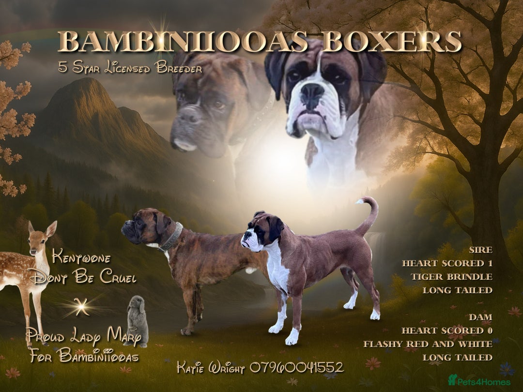 Boxer dogs for sale: Beautiful boxer puppies available  - Image 1