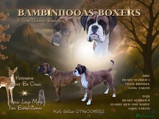 Boxer dogs Beautiful boxer puppies available - Advert 5