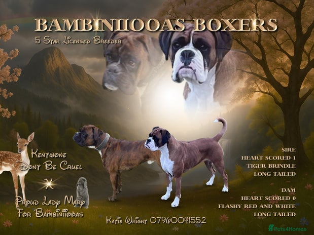 Boxer dogs - Advert 4