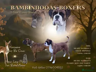 Boxer dogs Beautiful boxer puppies available - Advert 4