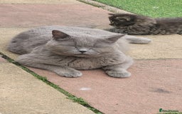 Mixed Breed cats for sale: Friendly kittens ready now ❤️ - Image 7