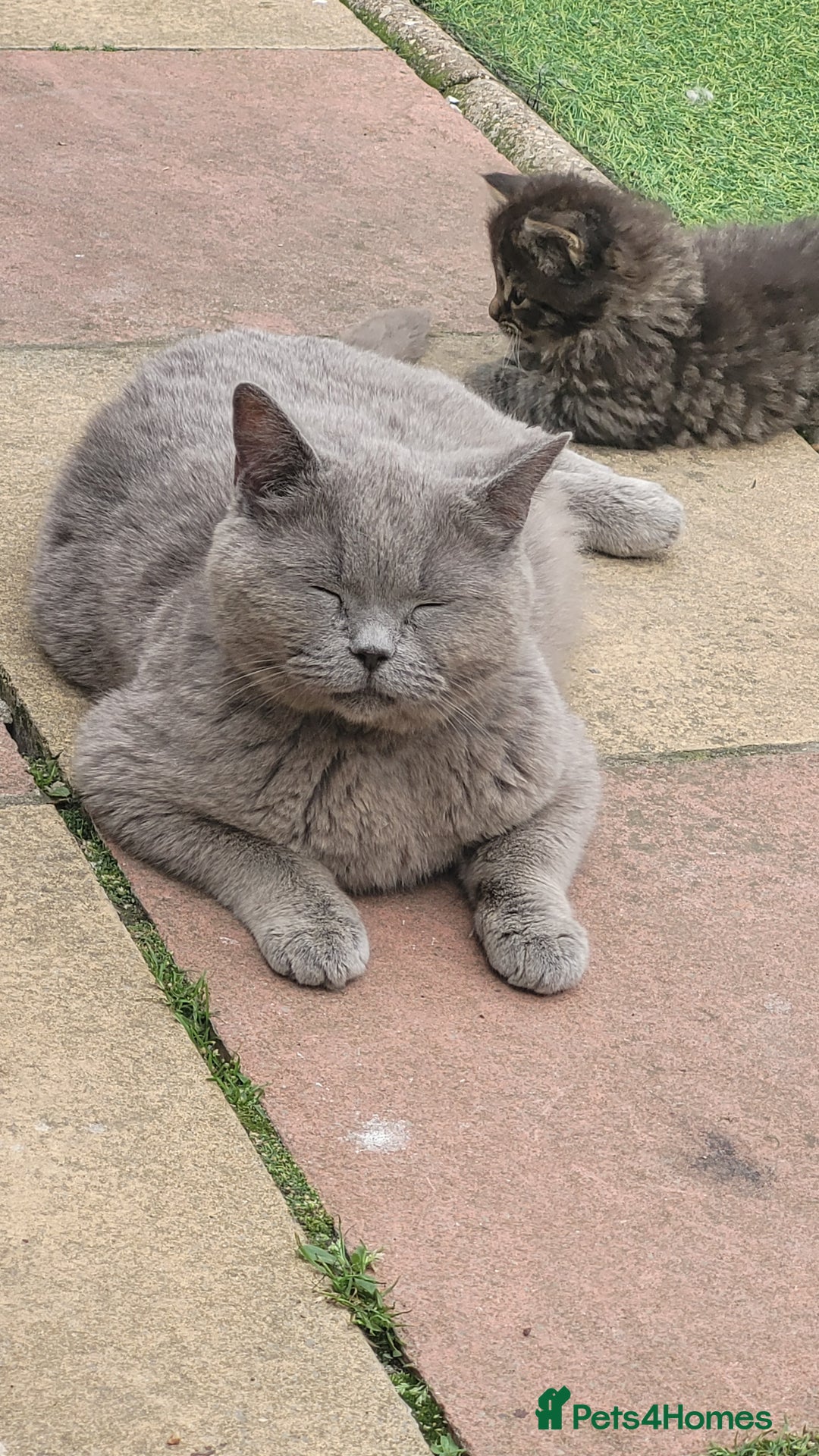 Mixed Breed cats for sale: Friendly kittens ready now ❤️ - Image 7