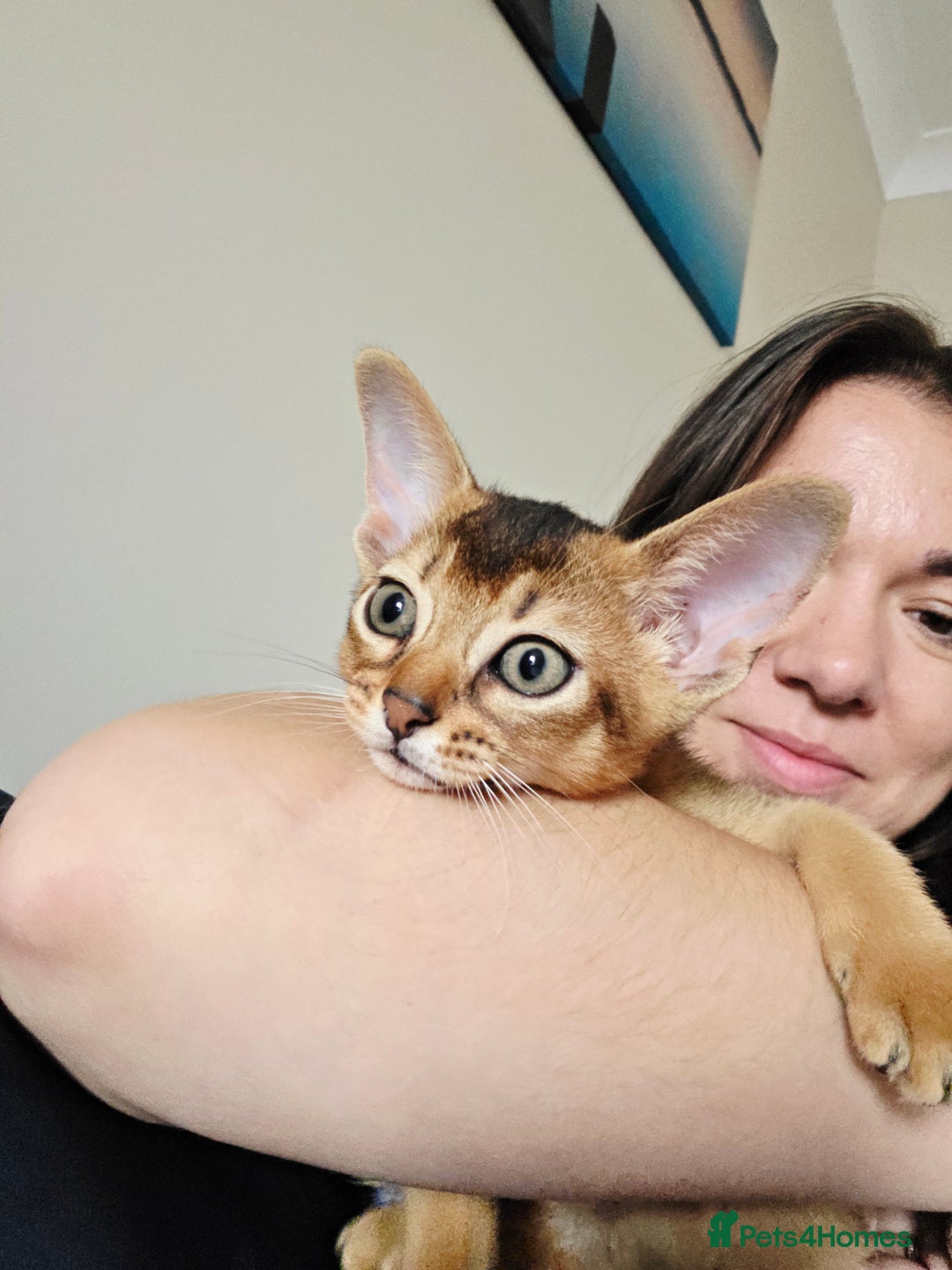 Abyssinian cats for sale: ⭐️Stunning Pedigree Abyssinian Kittens⭐ - Image 17