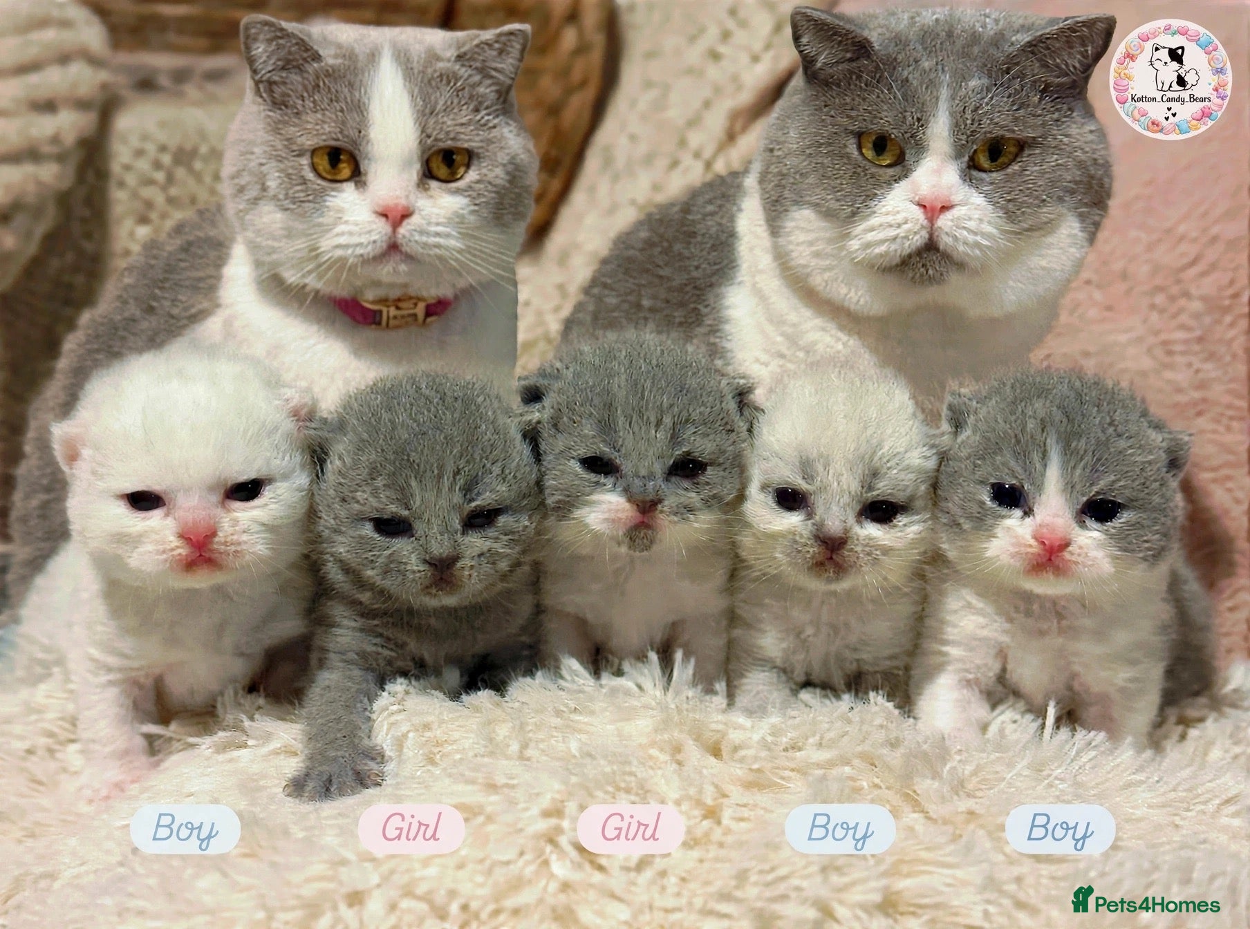 British Shorthair cats Pure British Shorthair Outstanding Kittens 😻🏆🥇 - Advert 2