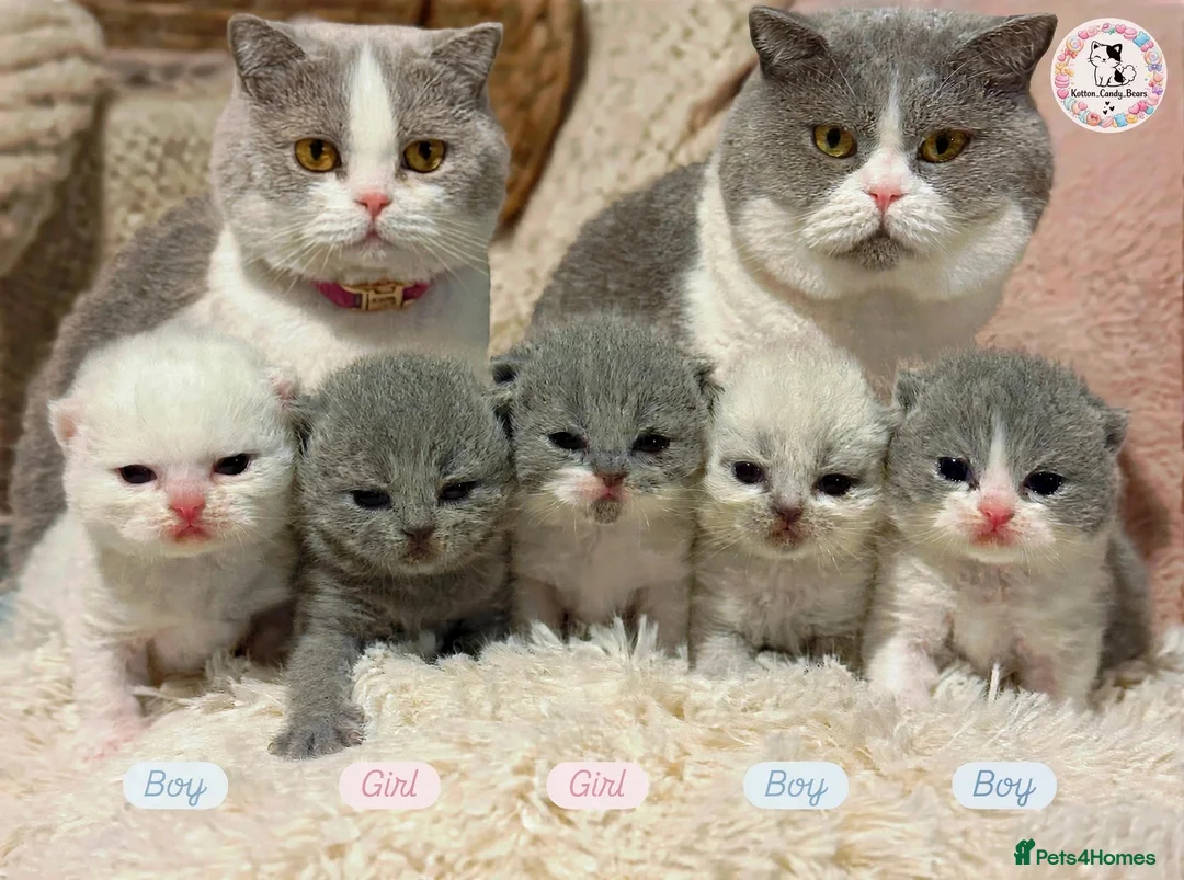 British Shorthair cats for sale: Pure British Shorthair Outstanding Kittens 😻🏆🥇 - Advert 2