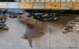 Miniature Dachshund dogs for sale: Beautiful miniature dachshund puppies - Image 3