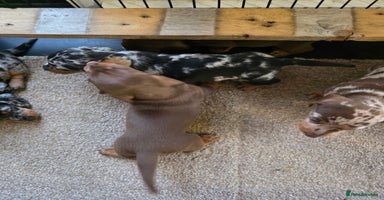 Miniature Dachshund dogs - Advert 3