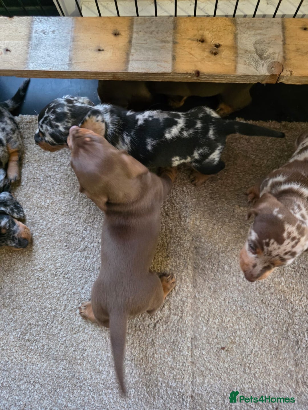 Miniature Dachshund dogs for sale: Beautiful miniature dachshund puppies - Image 3