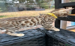 Bengal cats for sale: Gorgeous Pure Bengal Kittens Ready To Go! ❤️ - Image 27
