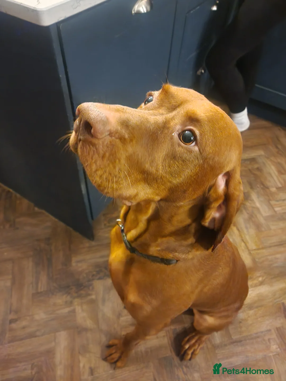 Hungarian Vizsla dogs for stud: Big Norman - Advert 3