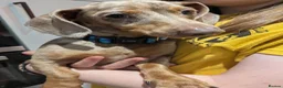 Mixed Breed dogs for adoption: 💙 THOR, 💙MONTY & ❤️COCO – THREE LITTLE SAUSAGES in Burton-on-Trent - Advert 21