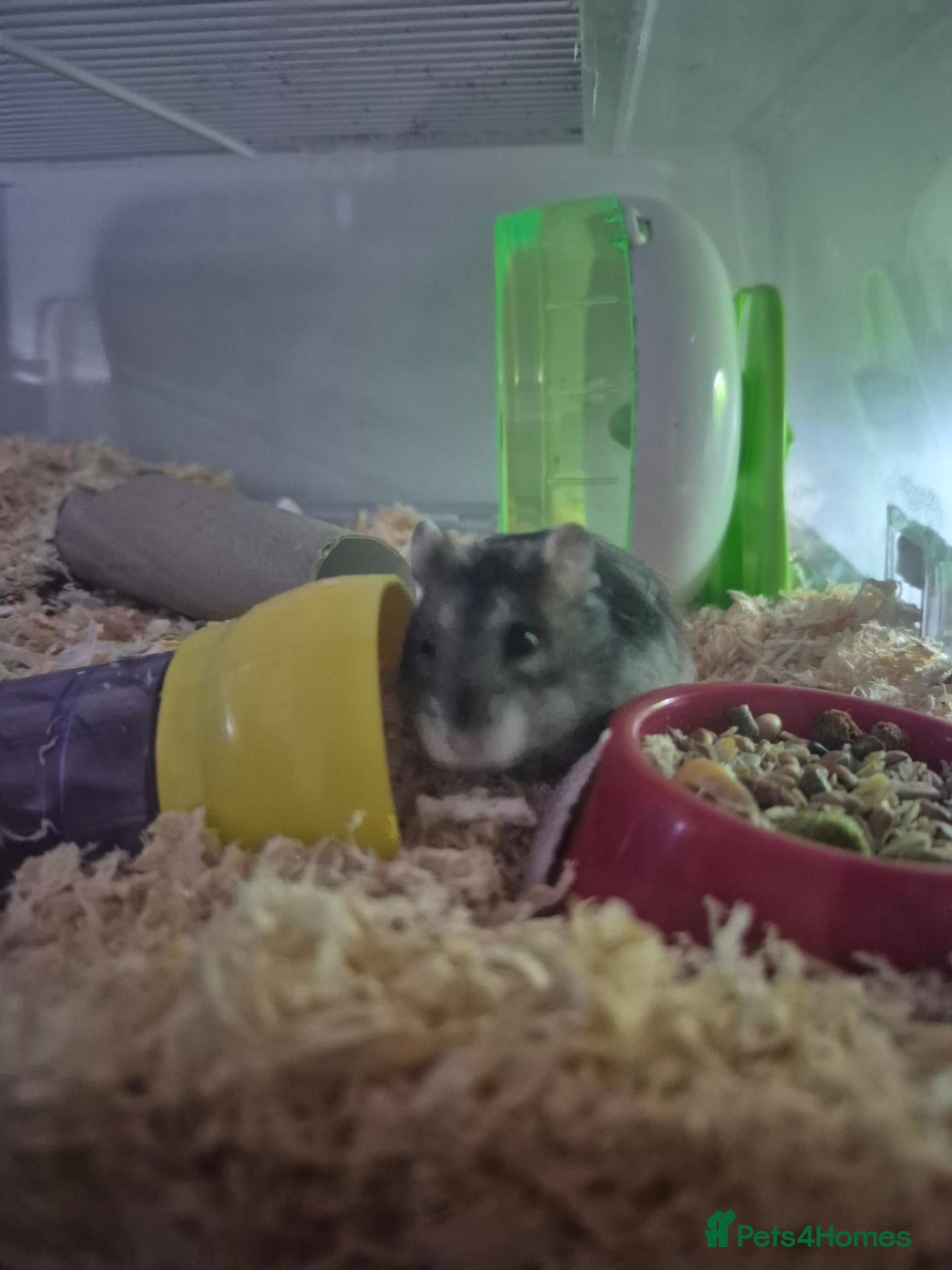 Hamster rodents Dwarf Hamster rehome - Advert 1