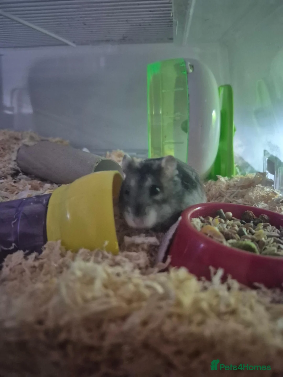 Hamster rodents for sale: Dwarf Hamster rehome - Advert 1