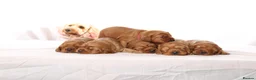 Cockapoo dogs for sale: Gorgeous & Adorable F1b Puppies   - Advert 1
