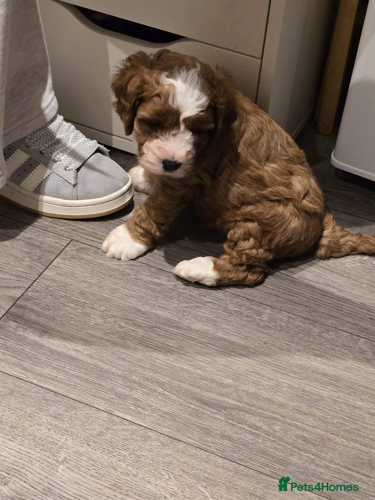 Cavachon dogs Gorgeous Cavachon Boy - Advert 1