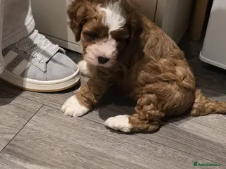 Cavachon dogs Gorgeous Cavachon Boy - Advert 3