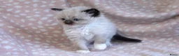 Ragdoll cats for sale: GCCF Ragdoll kittens registered pet Active  - Advert 13